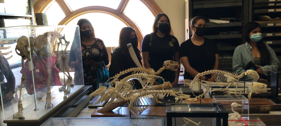 Students observe animal skeleton displays in a museum room with a large arched window and storage cabinets in the background.