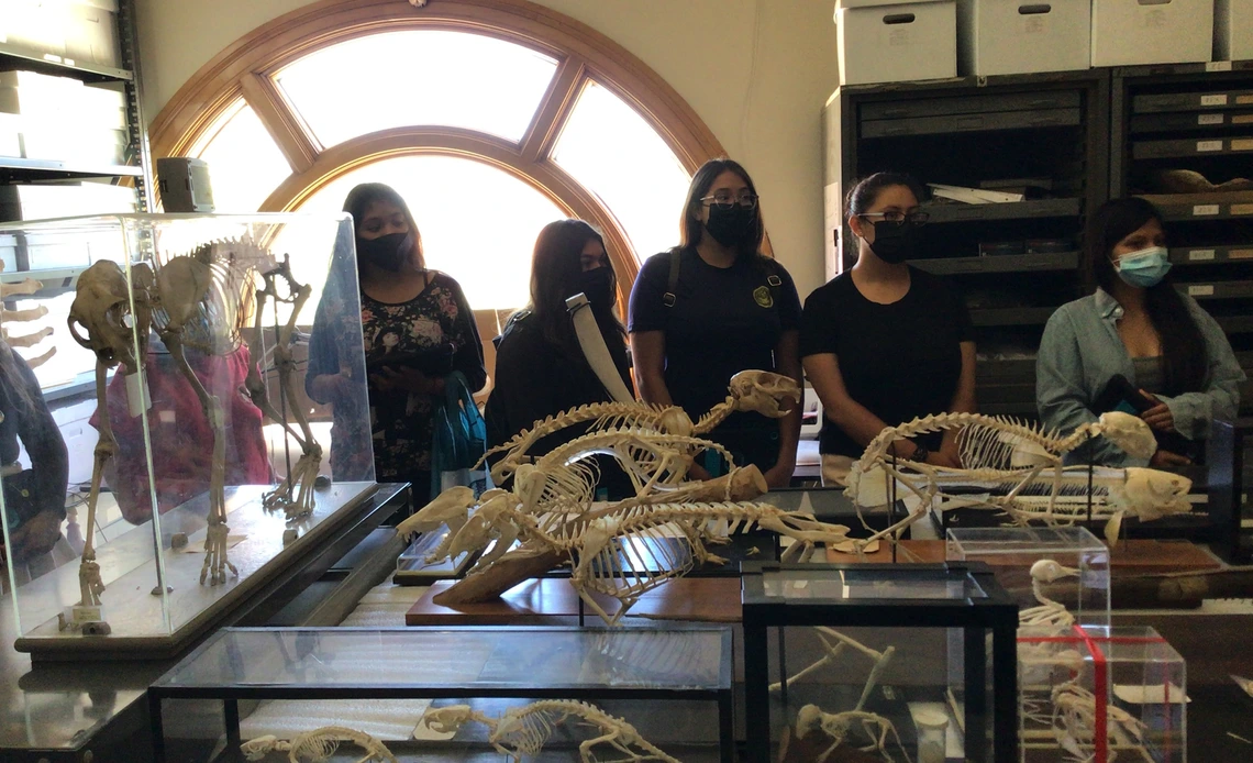 Students observe animal skeleton displays in a museum room with a large arched window and storage cabinets in the background.